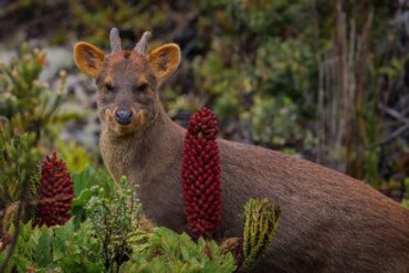 Así es un pudú en su hábitat || Ladera Sur