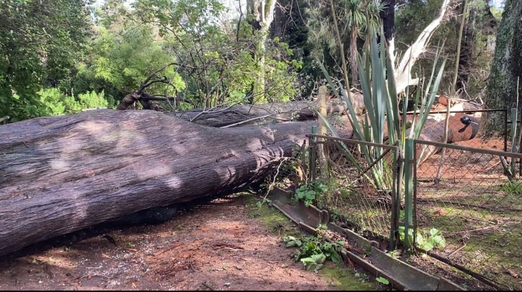 Árbol caído a las afueras del Chiflón del Diablo tras sistema frontal en el Biobío