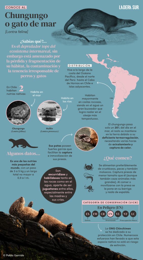 Infografía sobre el chungungo / Capturada desde laderasur.com