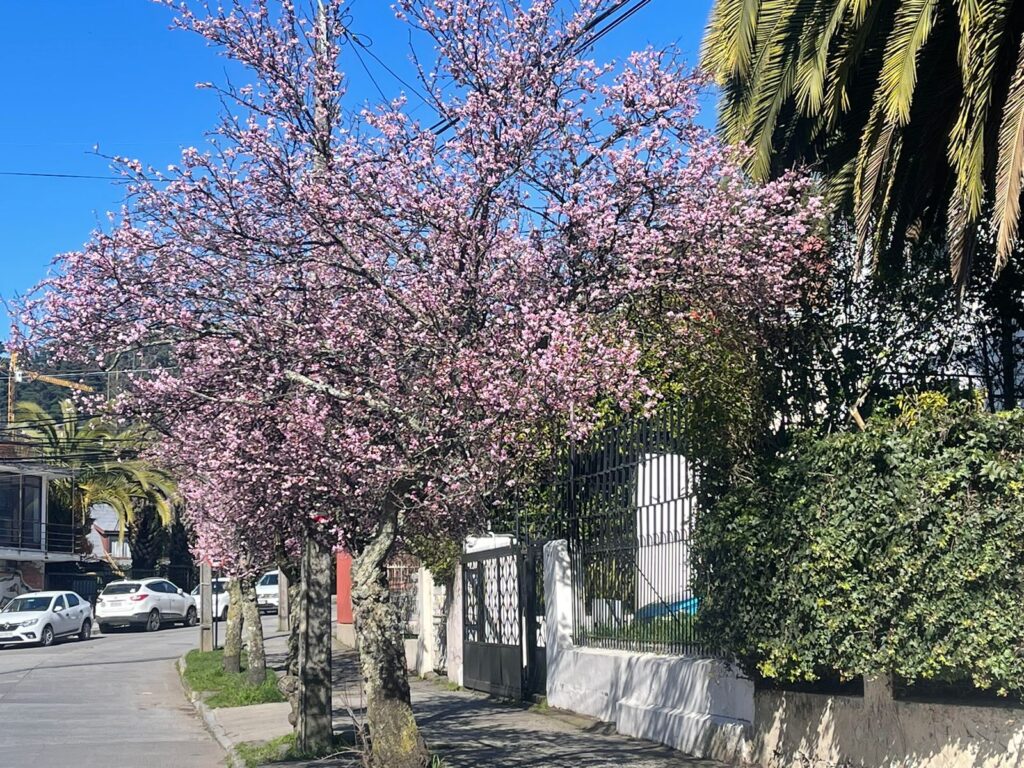 Árboles primavera Concepción