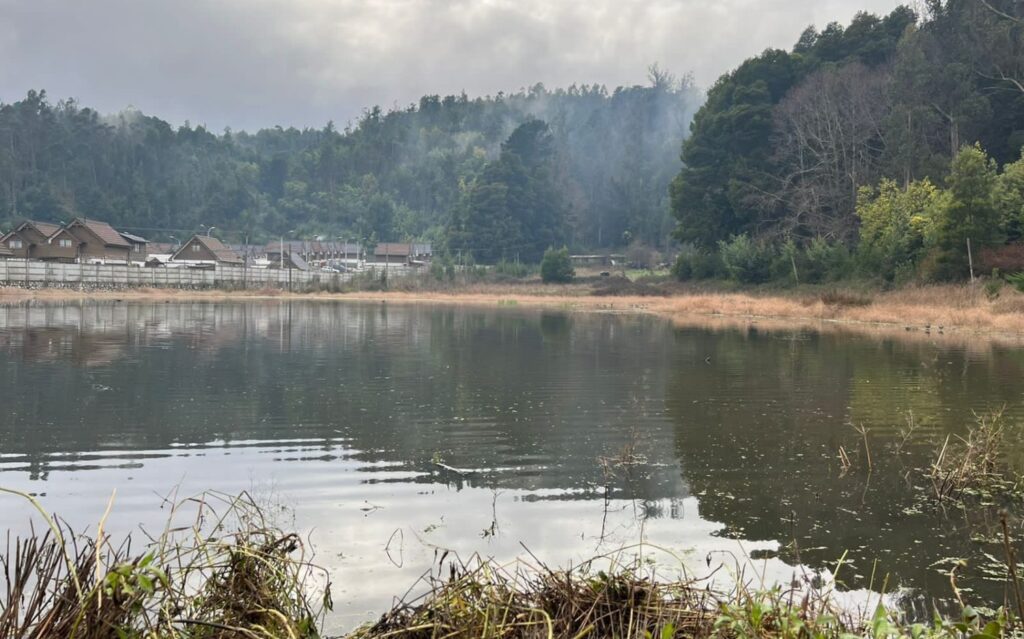 Humedal Pichimapu en Valle Nonguén