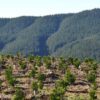 plantaciones forestales en la región del biobío