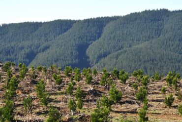 plantaciones forestales en la región del biobío