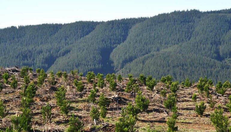 plantaciones forestales en la región del biobío