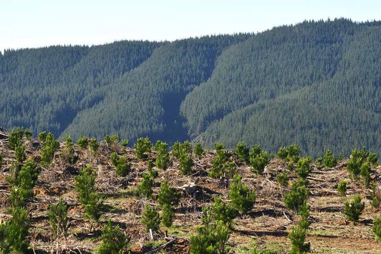 plantaciones forestales en la región del biobío