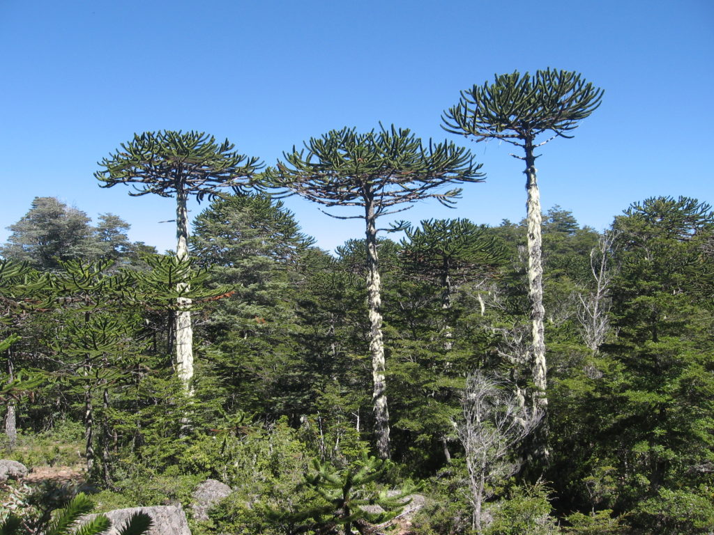 Araucaria, especie en peligro de extinción