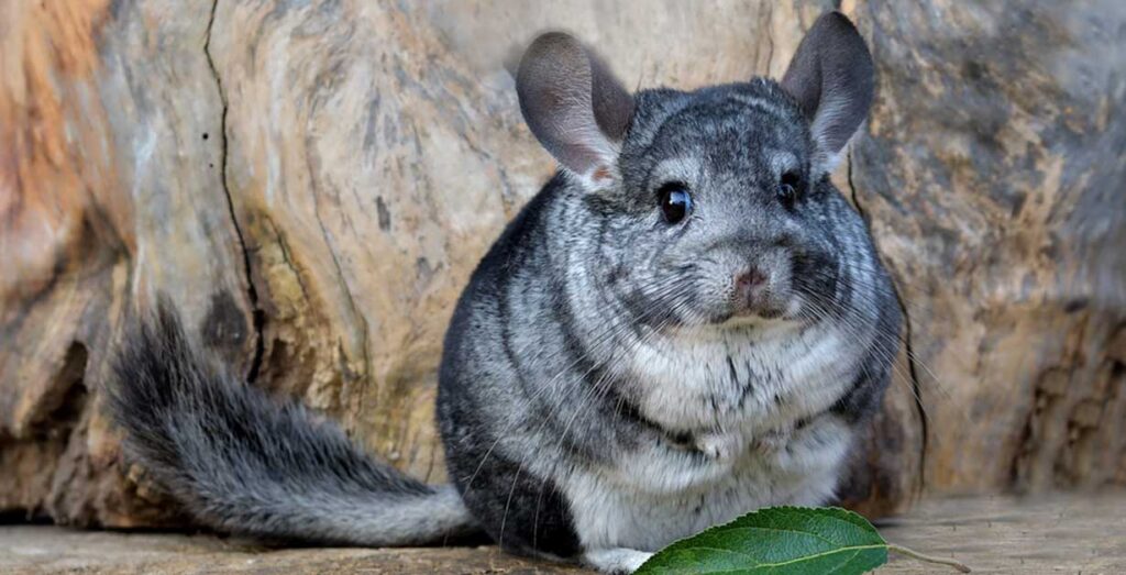 Chinchilla cordillerana