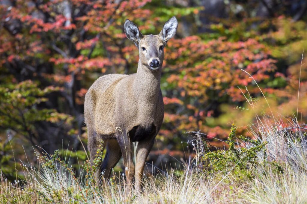 Huemul