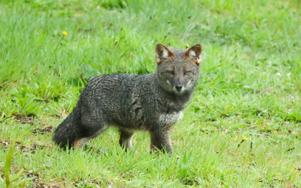 Zorro chilote, especie en peligro de extinción