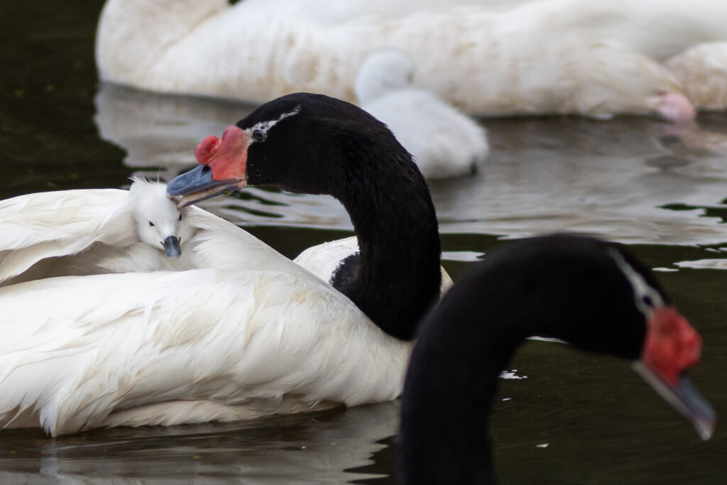 Cisnes de cuello negro