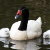 cisnes de cuello negro