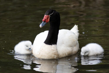 cisnes de cuello negro