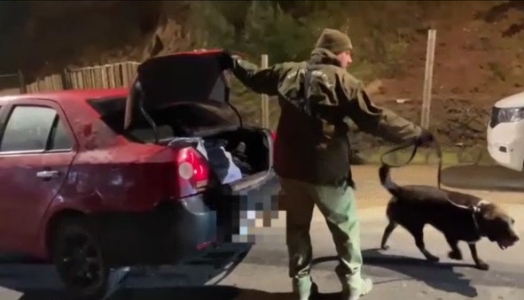 Perro Carabineros droga