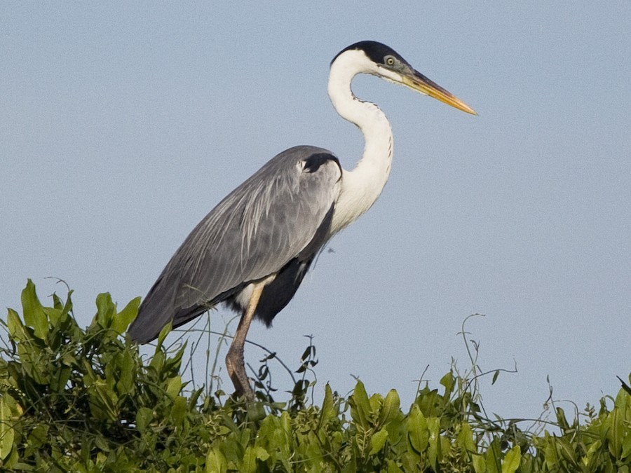 garza cuca