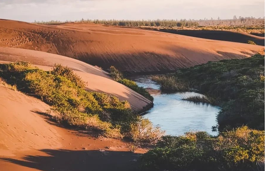 Dunas de Pangue, vistas hacia el río 