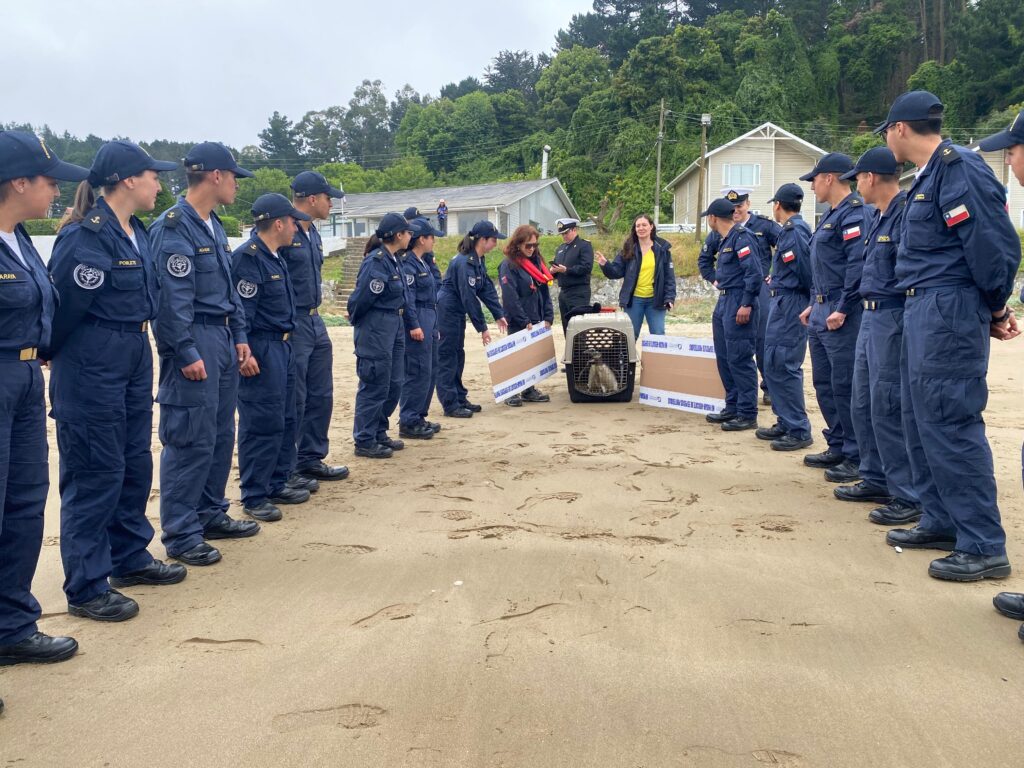 Pingüinos Magallánicos fueron liberados en el Isla Quiriquina