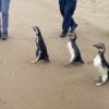 Pingüinos liberados en el Biobío