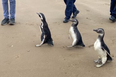 Pingüinos liberados en el Biobío