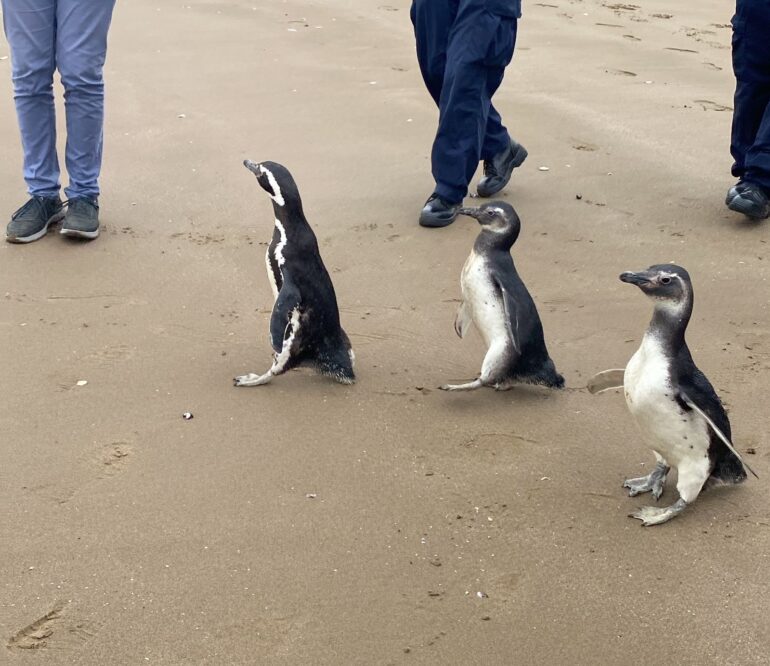 Pingüinos liberados en el Biobío