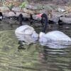 Cisnes nuevos UdeC 2