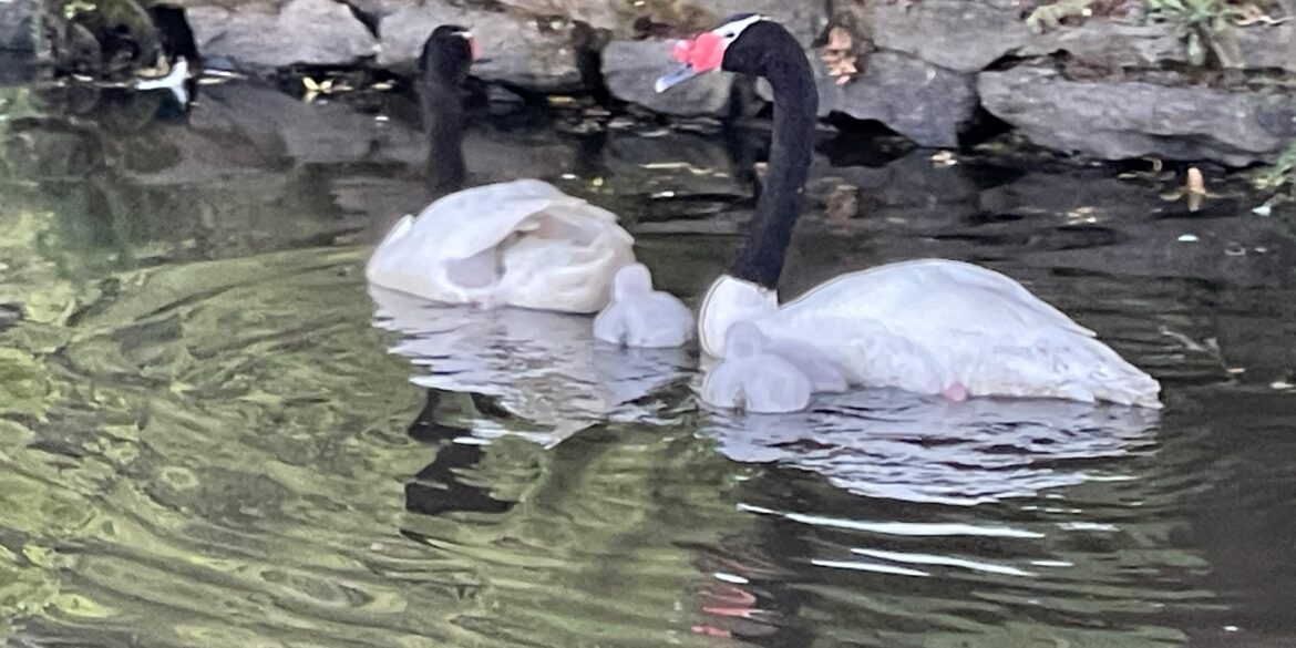 Cisnes nuevos UdeC 2