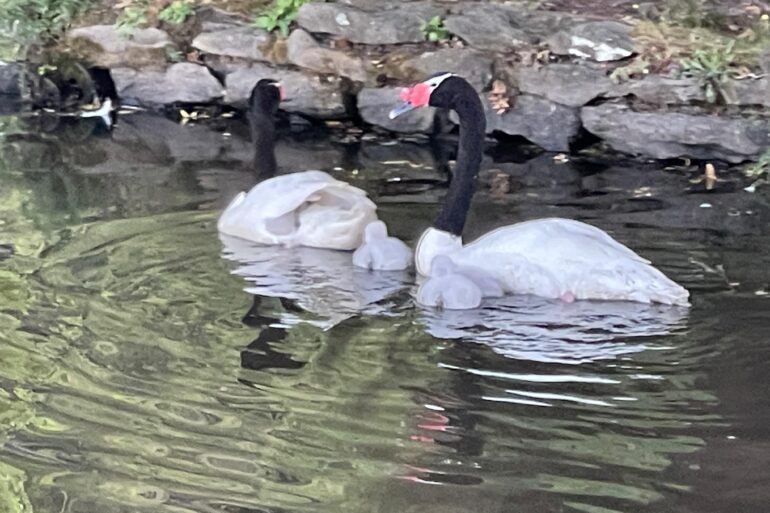 Cisnes nuevos UdeC 2