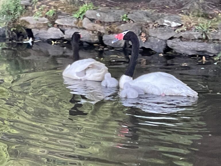 Cisnes nuevos UdeC 2