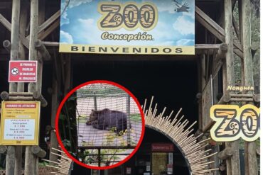 Denuncia Zoológico de Concepción